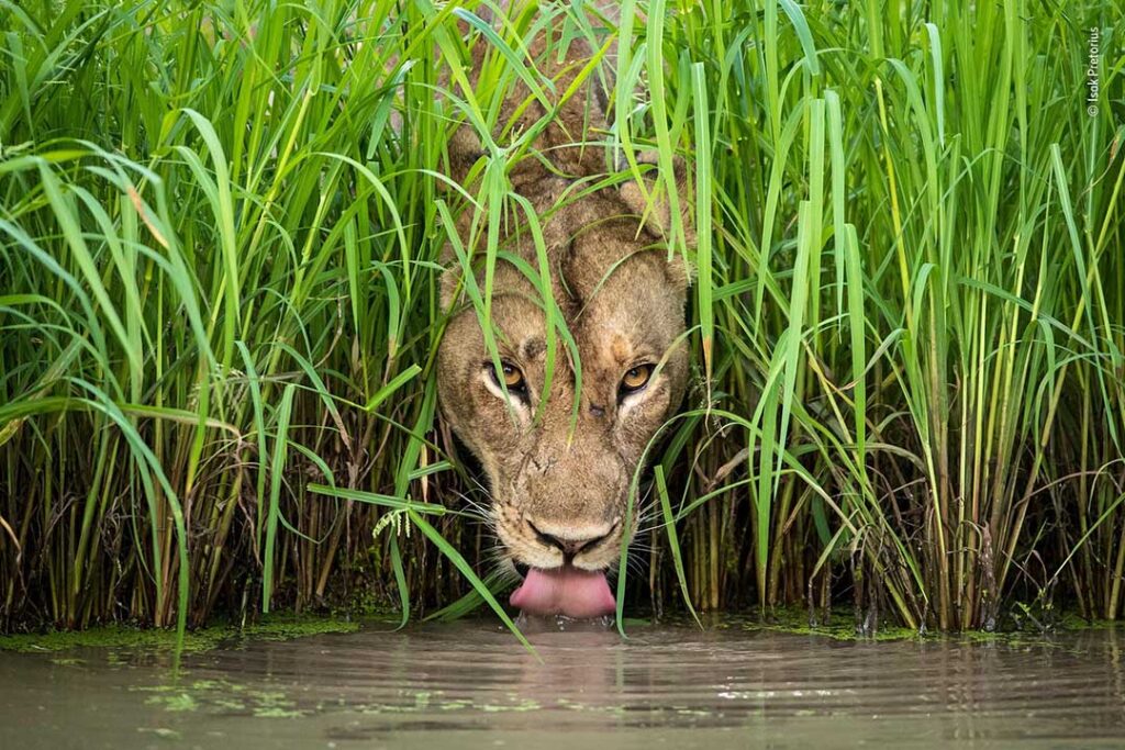 wildlife photograph