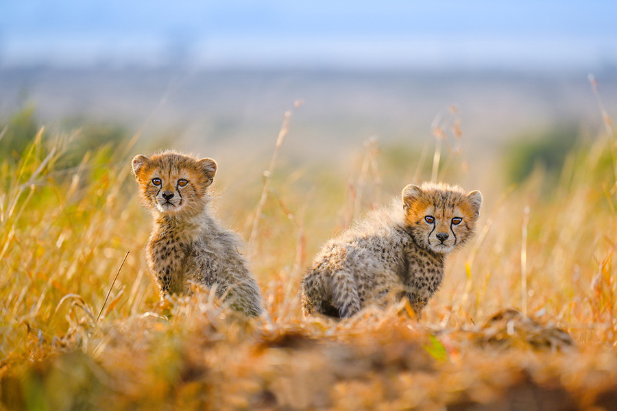 Wildlife 